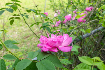 Obraz na płótnie Canvas Pink flowers in the back yard