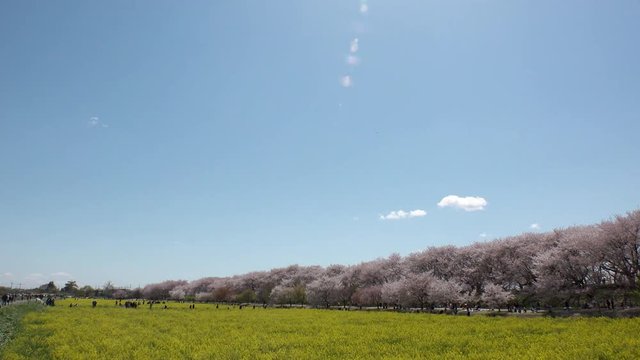 SATTE,  SAITAMA,  JAPAN - CIRCA APRIL 2019 : CHERRY BLOSSOMS and RAPE FLOWER (CANOLA FLOWER).  Spring season.