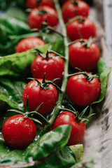 Close up fresh cherry tomatoes on a branch and greens