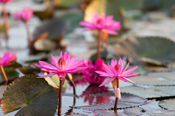 Pink lotus bloom in natural pond