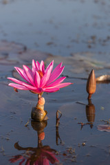Egg laying of Pomacea canaliculata