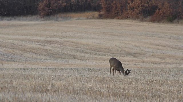 Corzo aliment&aacute;ndose en un campo segado de cereal o rastrojo con bosque de robles al fondo