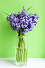 Purple hyacinths in a glass beaker on a green background