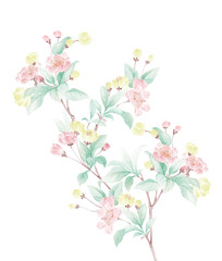 Colorful flower on white background,Mother's Day, wedding, birthday, Easter, Valentine's Day, Pastel colors