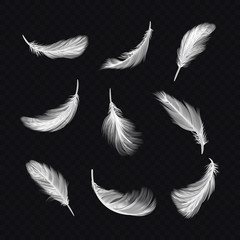 Set of isolated white bird feather on transparent