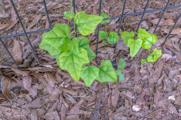 ivy next to fence