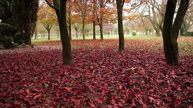 Parque urbano oto&ntilde;al con el suelo cubierto de hojas caidas en tonos rojizos y humedas por la lluvia y una ligera niebla