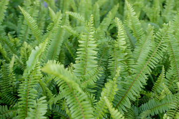Fototapeta na wymiar Beautyful ferns leaves green