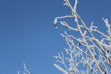 branch of a tree in winter
