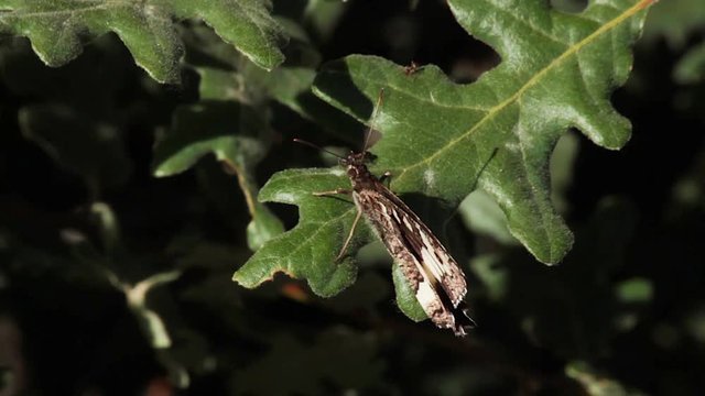 Mariposa ( Kanetisa circe ) posada en una hoja de roble conviviendo con hormigas 