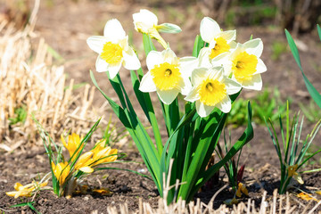 Obraz premium White narcissus (Narcissus poeticus)