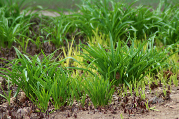 Young sprouts are on the field. Green grass closeup.