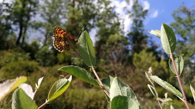 Dos mariposa Mellicta athalia posada en las hojas de un  arbol entre mosquitos y abejas que revolotean alrededor, en ambiente de explosi&oacute;n primaveral 