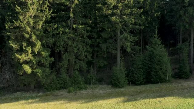 Th&uuml;ringer Wald