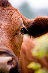 Cattle on field in spring