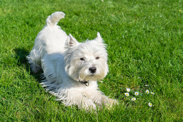 West Highland White terrier in the garden