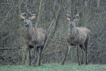 Red deer (Cervus elaphus) stags in the forest. Bieszczady Mountains. Poland