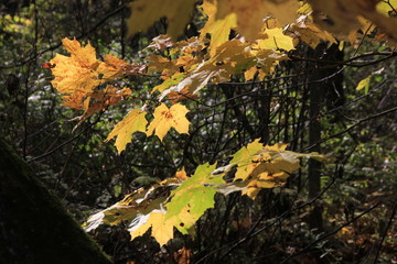  Golden autumn leaves on the ground