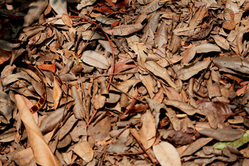 the dried leave 