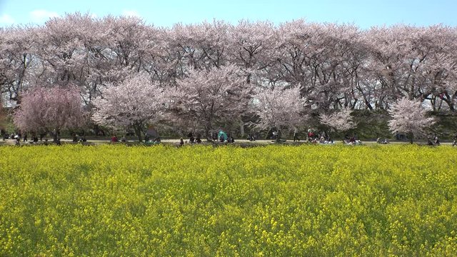 SATTE,  SAITAMA,  JAPAN - CIRCA APRIL 2019 : CHERRY BLOSSOMS and RAPE FLOWER (CANOLA FLOWER).  Spring season.