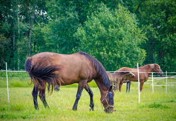 mare horse in the field in the summer landscape