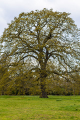 A huge tree in the middle of a green meadow.