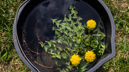 Blooming dandelion in a bucket of water