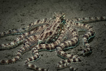 Mimic octopus (Thaumoctopus mimicus). Picture was teken in Ambon, Indonesia