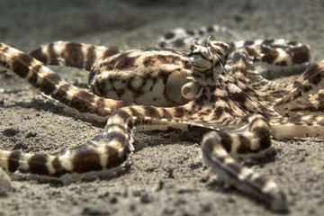 Mimic octopus (Thaumoctopus mimicus). Picture was teken in Ambon, Indonesia