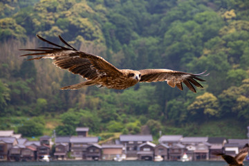 鳥 鷹 伊根町