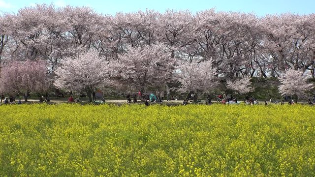 SATTE,  SAITAMA,  JAPAN - CIRCA APRIL 2019 : CHERRY BLOSSOMS and RAPE FLOWER (CANOLA FLOWER).  Spring season.