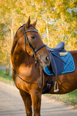 Obraz premium dressage horse with bridle and saddle in sunlight in beautiful autumn landscape