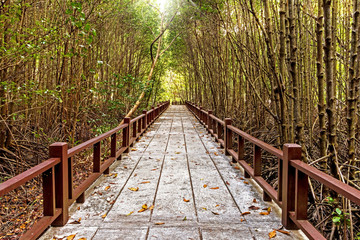 Fototapeta premium Travel mangrove forest in Thailand