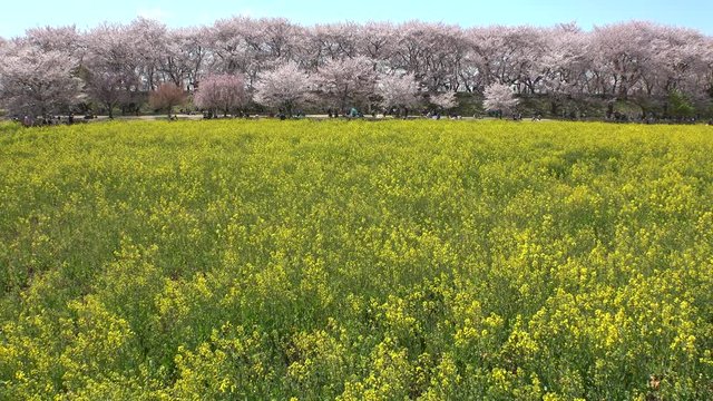 SATTE,  SAITAMA,  JAPAN - CIRCA APRIL 2019 : CHERRY BLOSSOMS and RAPE FLOWER (CANOLA FLOWER).  Spring season.