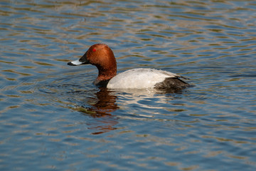 Fototapeta premium Common pochard (Aythya ferina) duck swimming on the lake