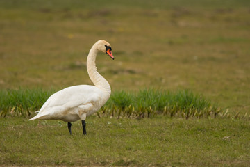 Mute swan / Cygnus olor