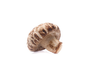 Shiitake mushroom on the White background