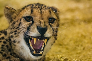 Naklejka na ściany i meble Dangerously looking angry cheetah showing her teeth