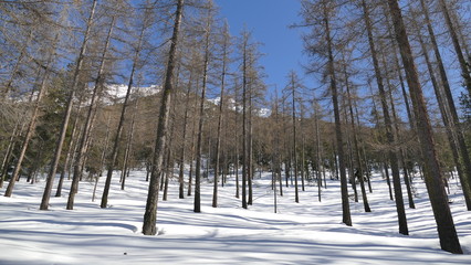 foret de montagne