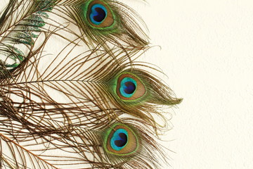 peacock feather in wall texture background with text copy space
