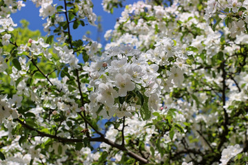blooming apple tree in the park
