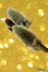 Willow bokeh on yellow background