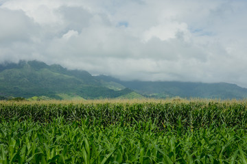 Paisaje de un campo de ma&iacute;z 