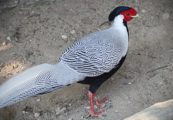 A Silver Pheasant Male, Lophura nycthemera