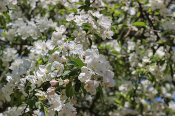 blooming apple tree in the park