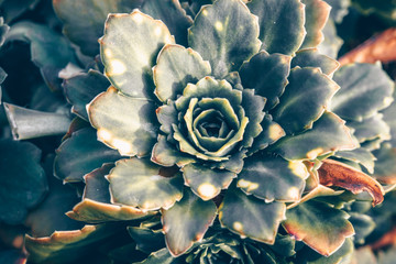 Abstraction background texture secculent sempervivum arachnoideum outdoors