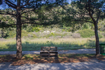 bench of wooden pallets in nature near the road and pine trees