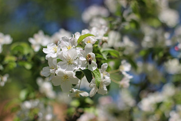 blooming apple tree in the park