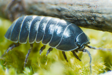 Pill Bug Armadillidium vulgare crawl on moss green background side view