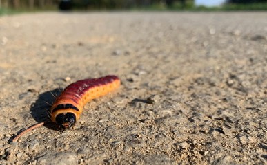 A caterpillar on its way